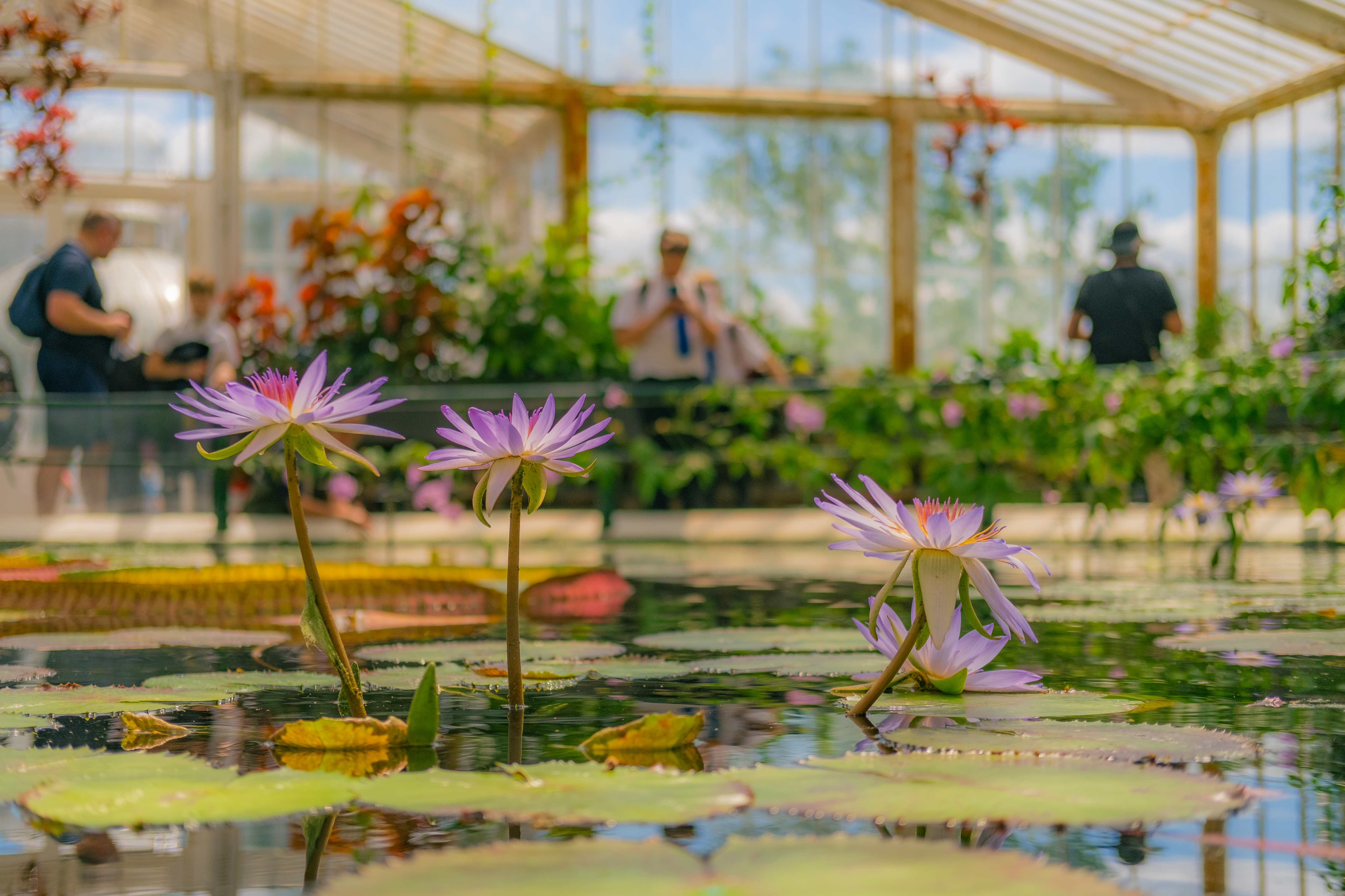 02. Waterlily House - CREDIT - Sebastian Kettley © RBG Kew