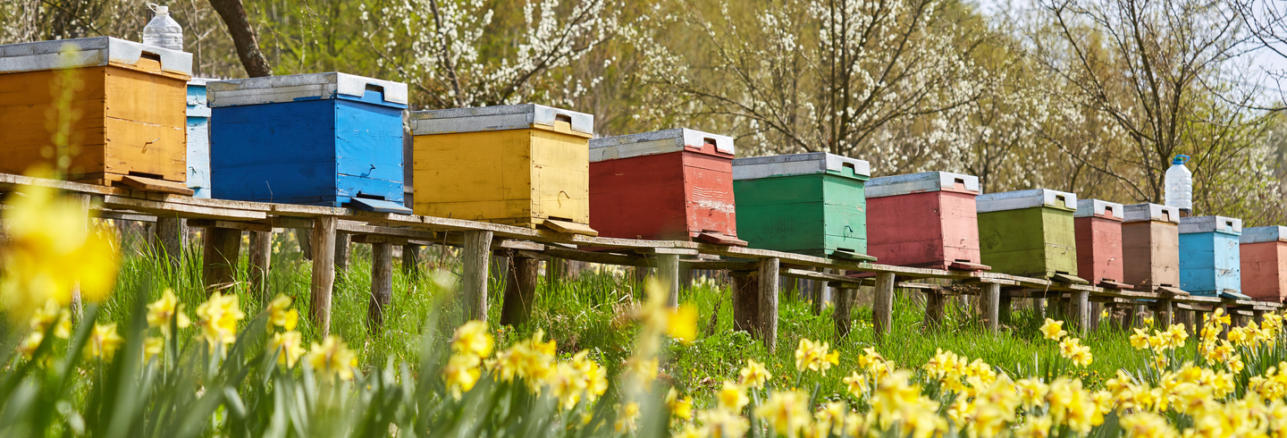 Beehives