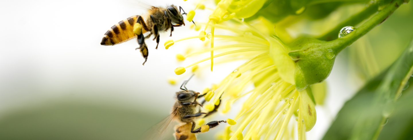 Bees and flower