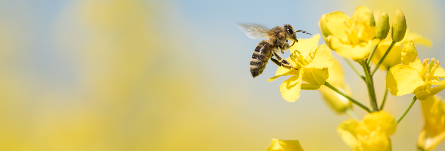 Bee and flower
