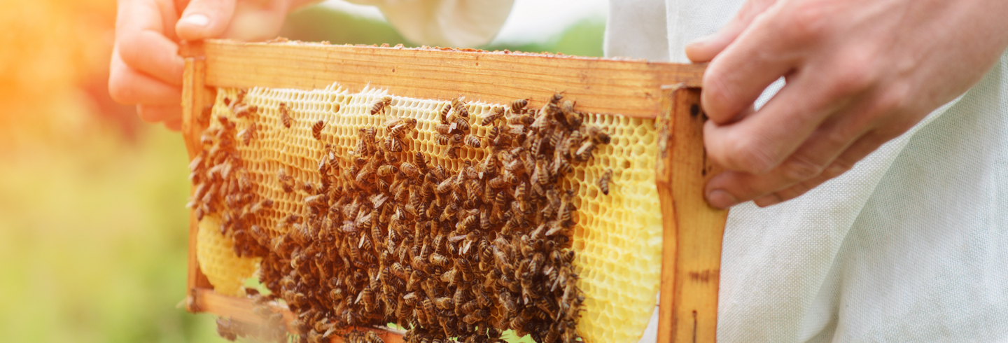 Beehive shelf