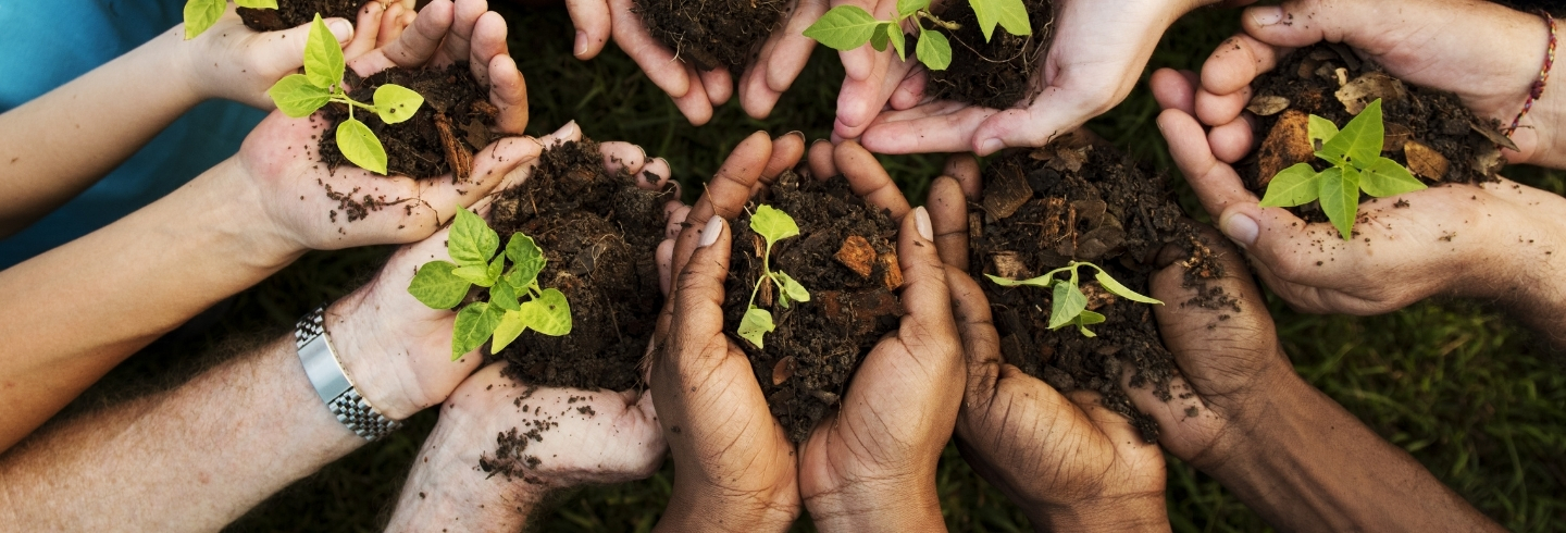 A group of people all holding tree saplings in their hands 