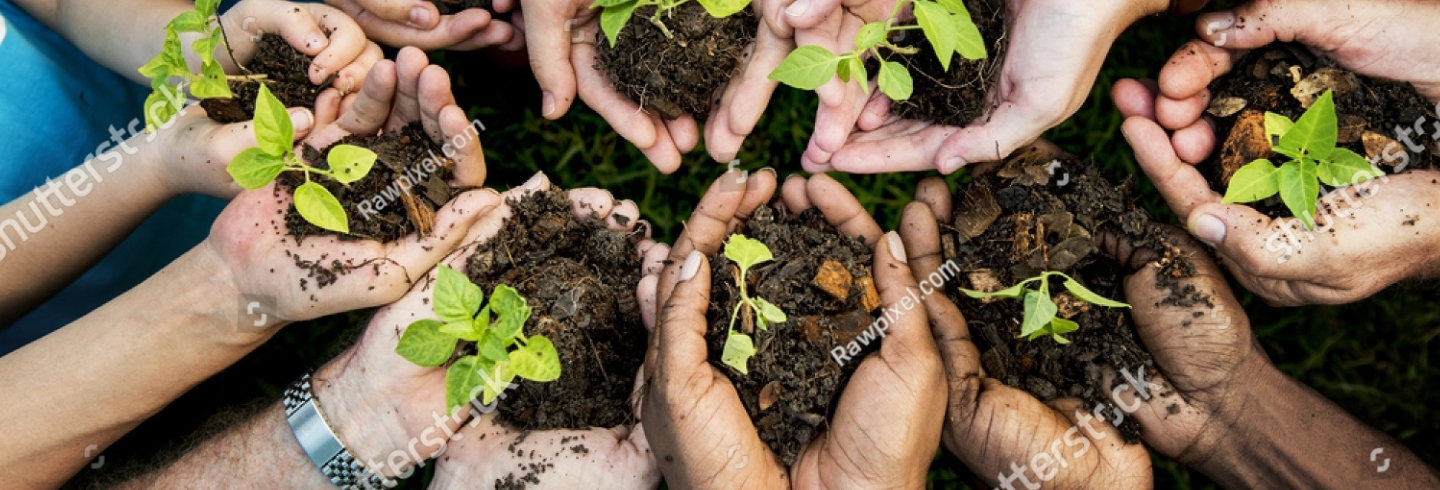 Image of cupped hands holding tree saplings 