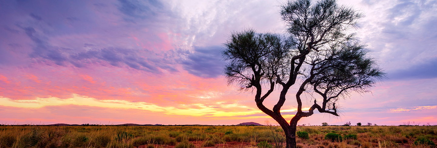 A Hakea tree stands alone in the Australian outback during sunset