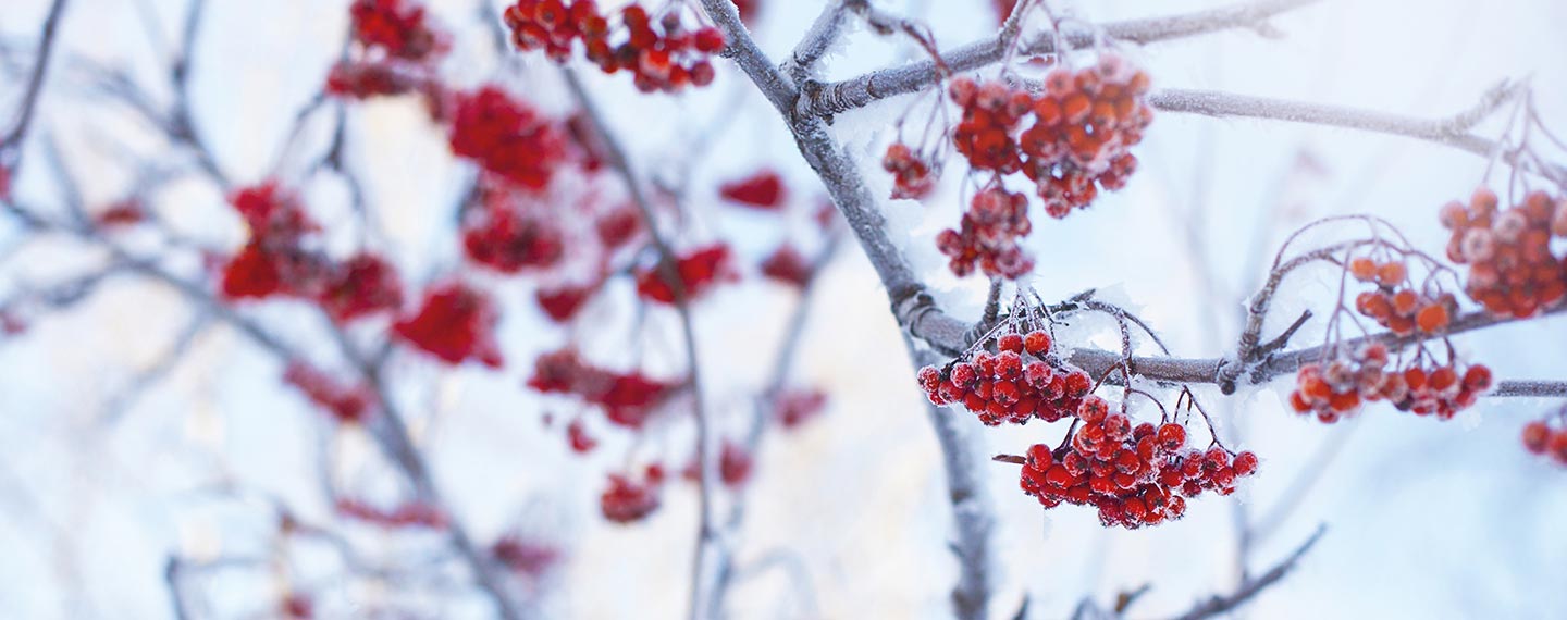 Christmas2018_herobanner