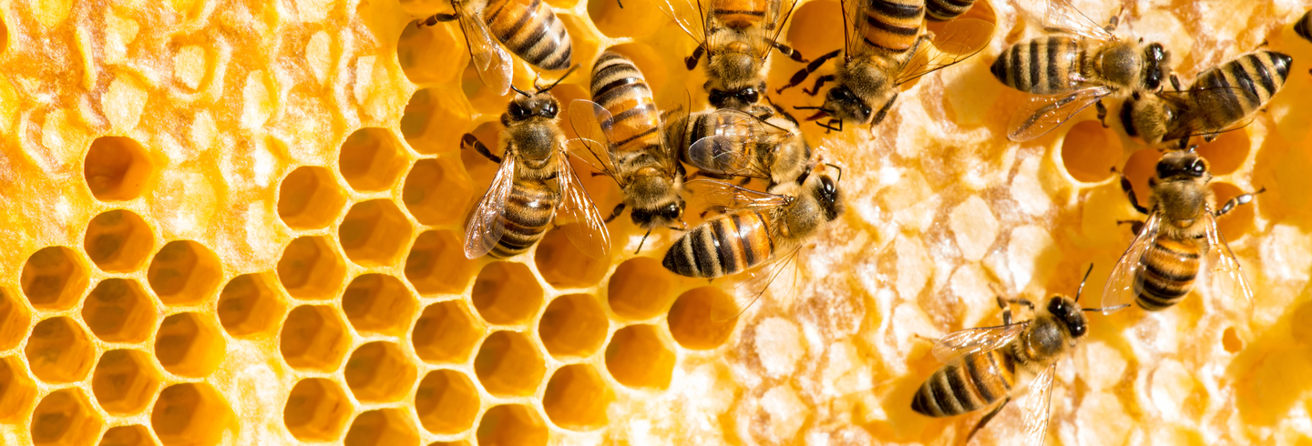 Honeycombe and bees