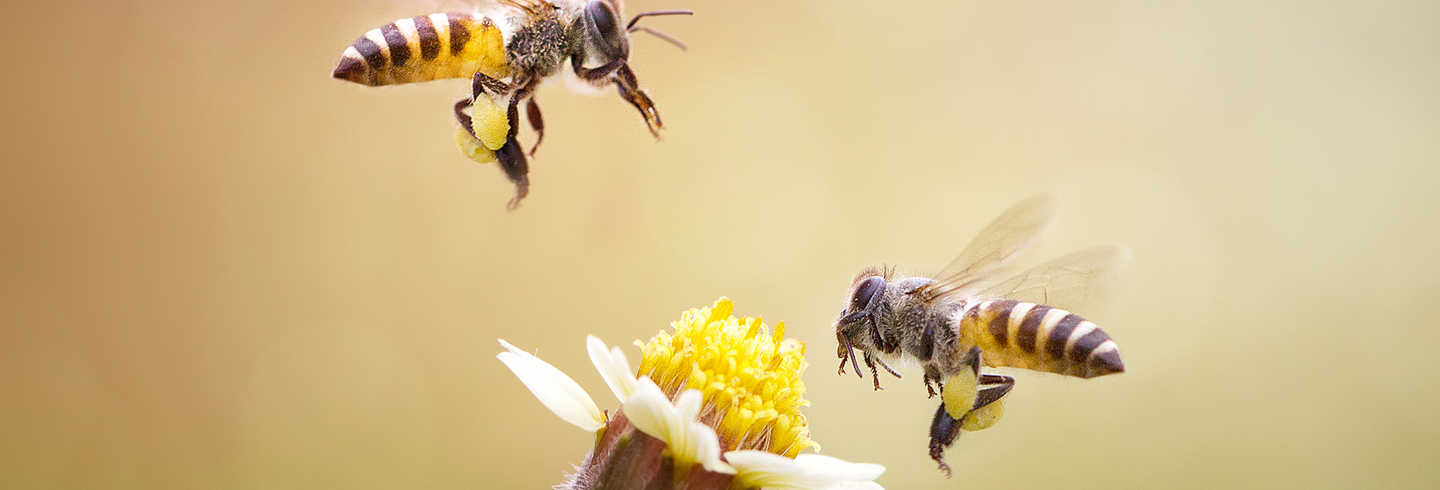 Flower and bees