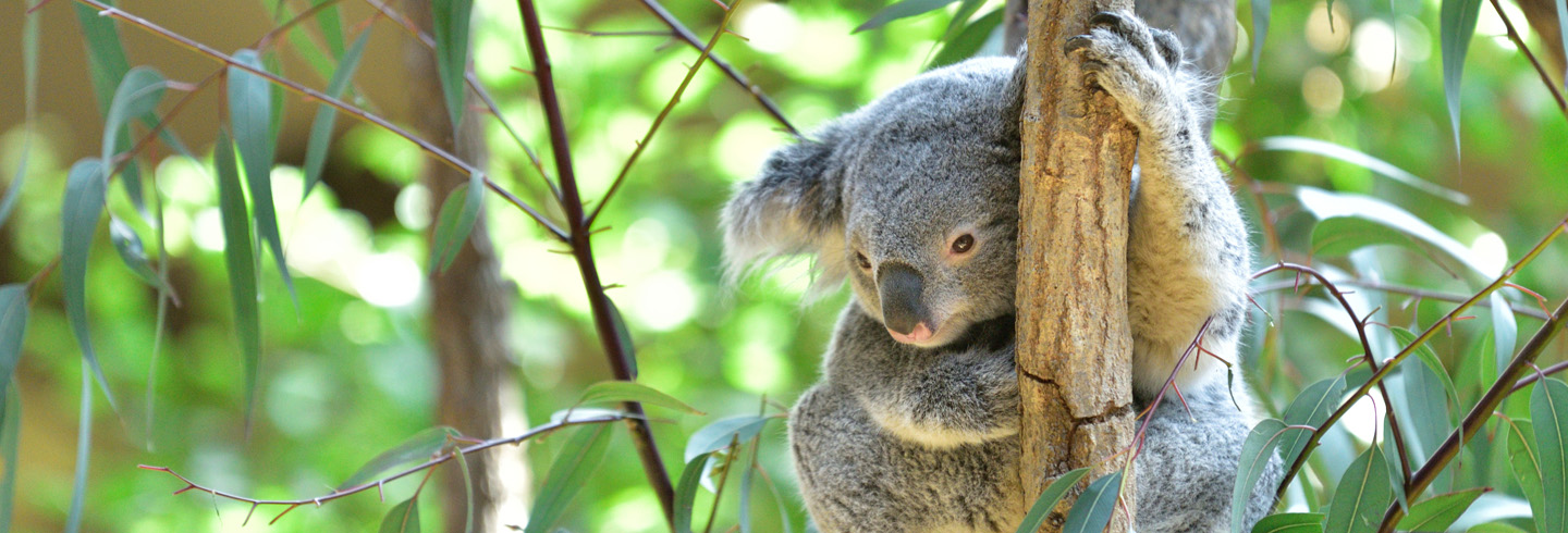 The philanthropic response to Australia