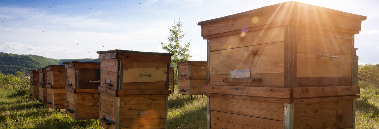 Bee hives