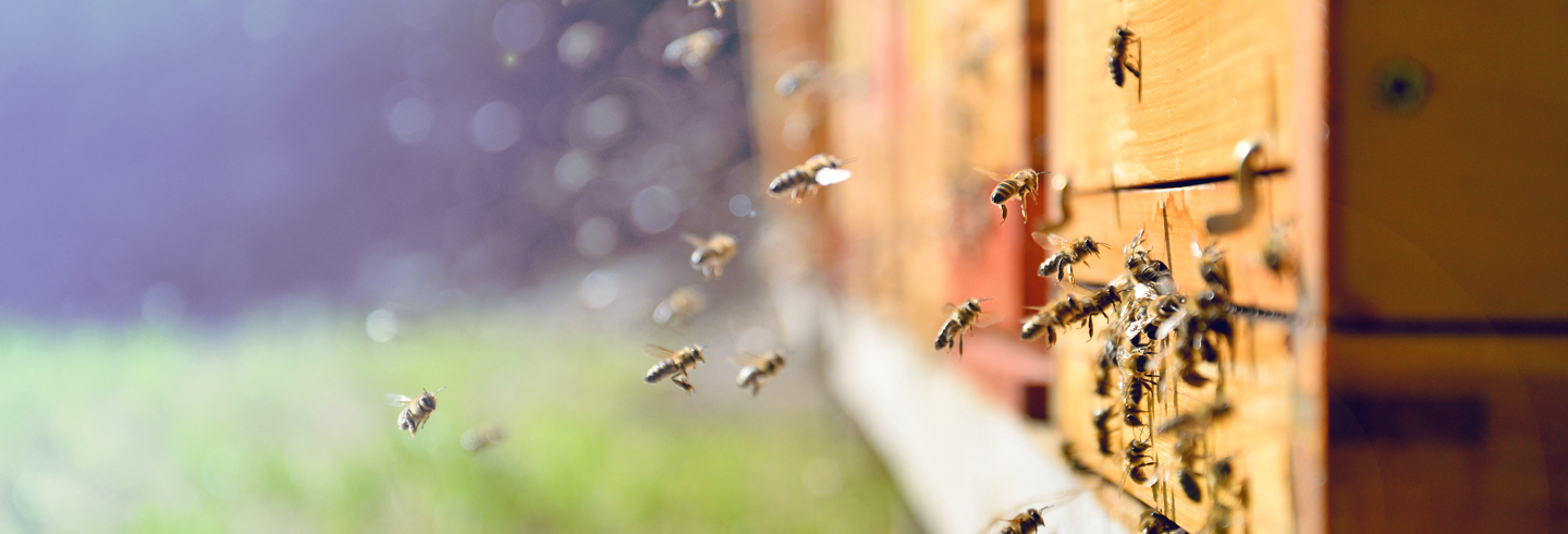 Bees and hive 1440x490