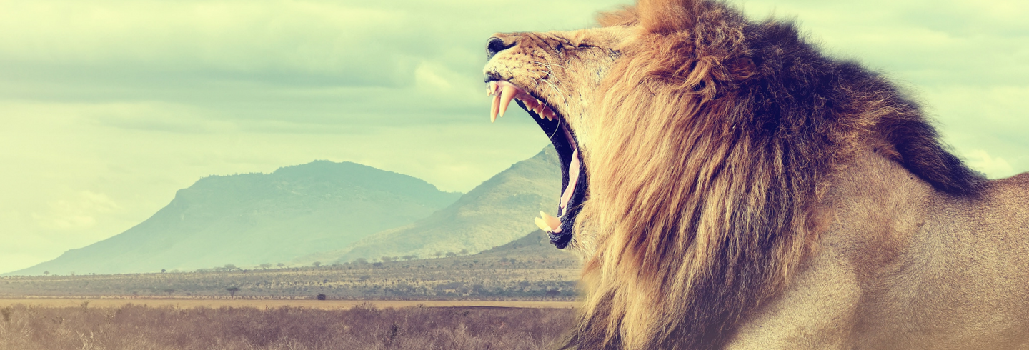 Lion-HeroBanner-1440