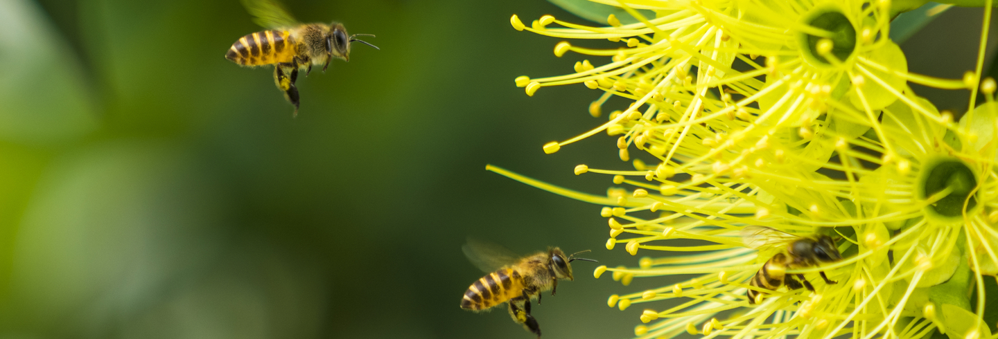 Bees 3 yellow Hero 1440x490